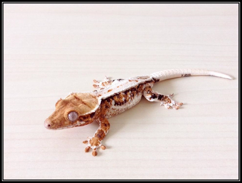 High-End Crested Gecko