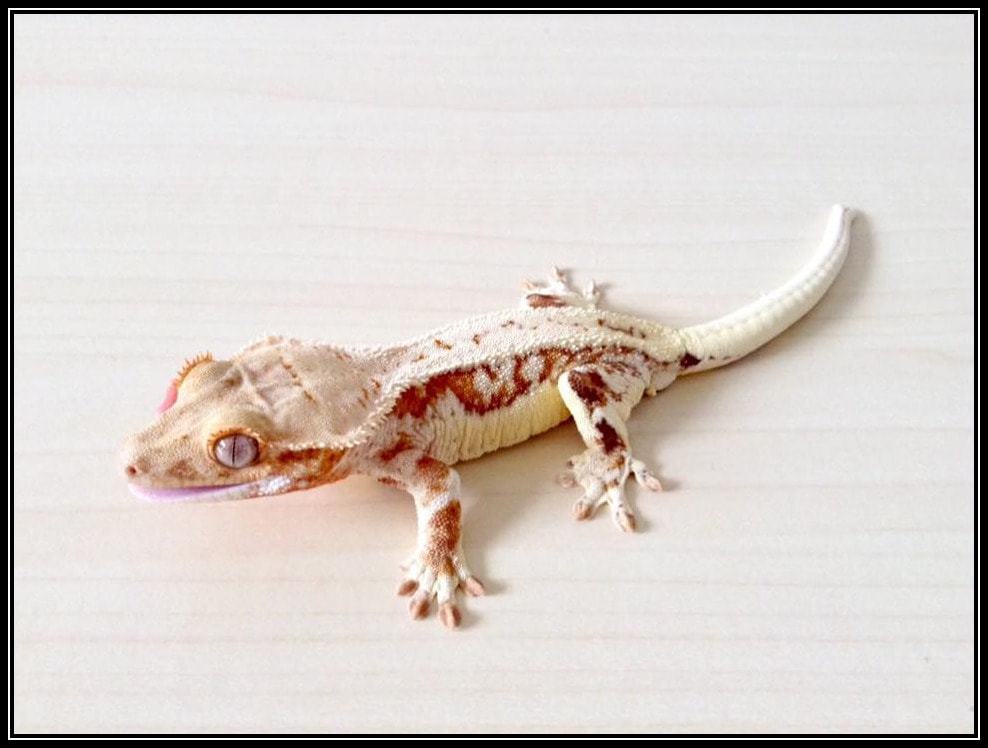 High-End Crested Gecko